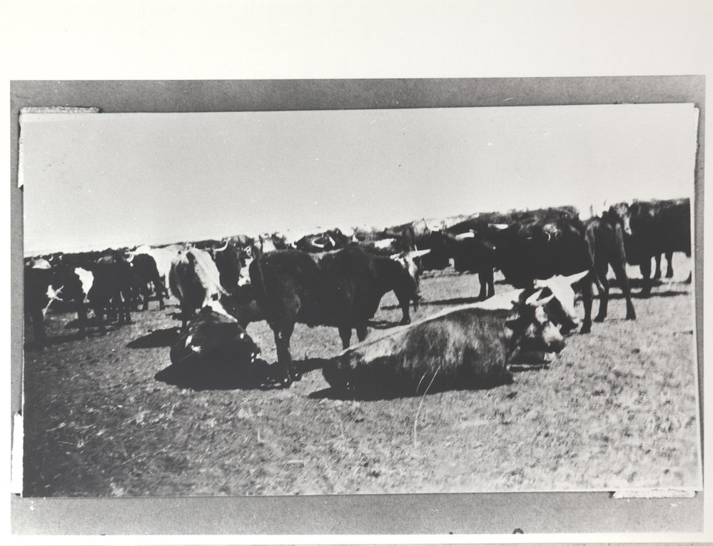 Freezers mustered by Flora Valley 3