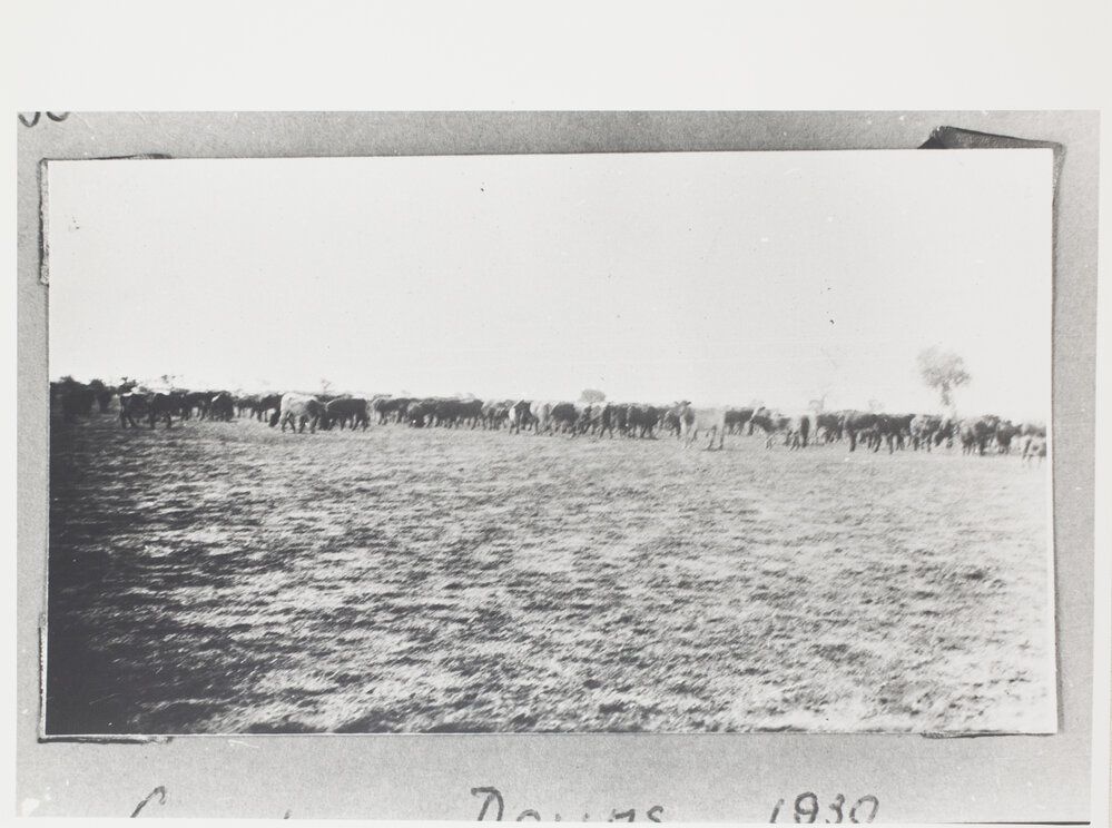 Characteristic View of Cattle Watering on a Bore - Gordon Downs 1