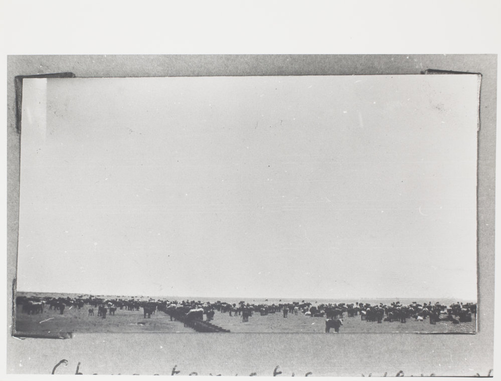 Characteristic View of Cattle Watering on a Bore - Gordon Downs 2