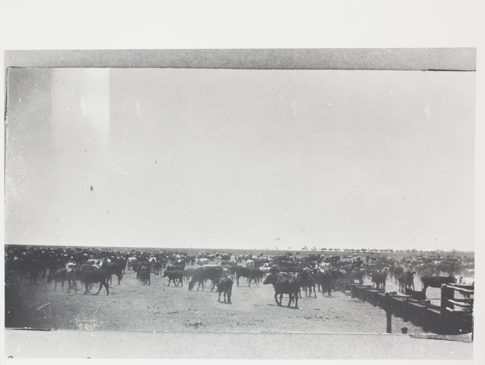 Cows and calves mustered for branding