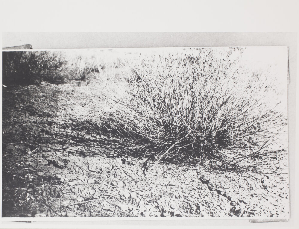 Bullbush in Sturt Ck. Channels. Burrundudu