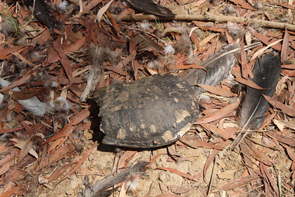 GOO outing turtle dinner