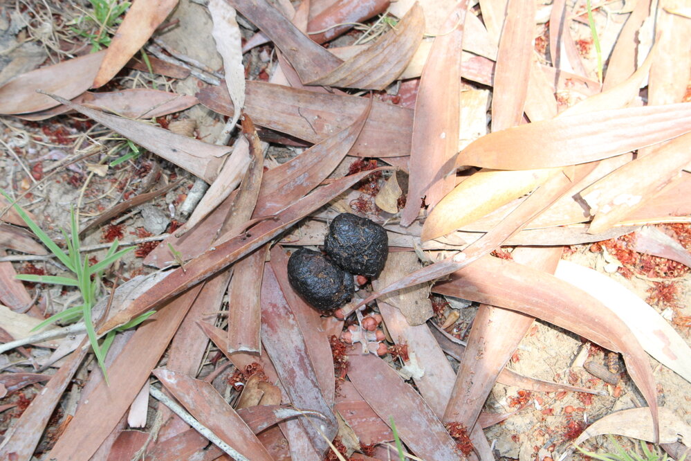 GOO outing wallaby skat