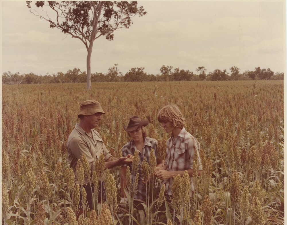 Students in sorghum field, KRC