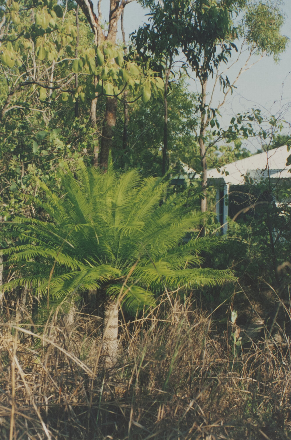 Plants around the Arboretum near CAIS