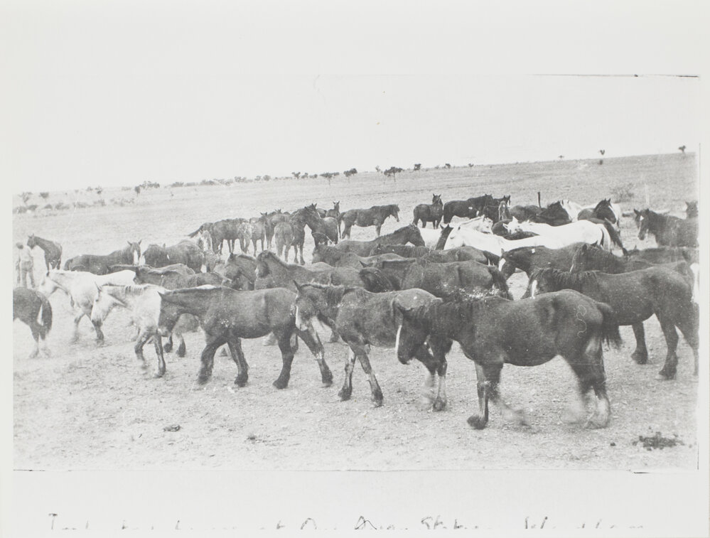 Imported horses at Ord River Station, Wyndham