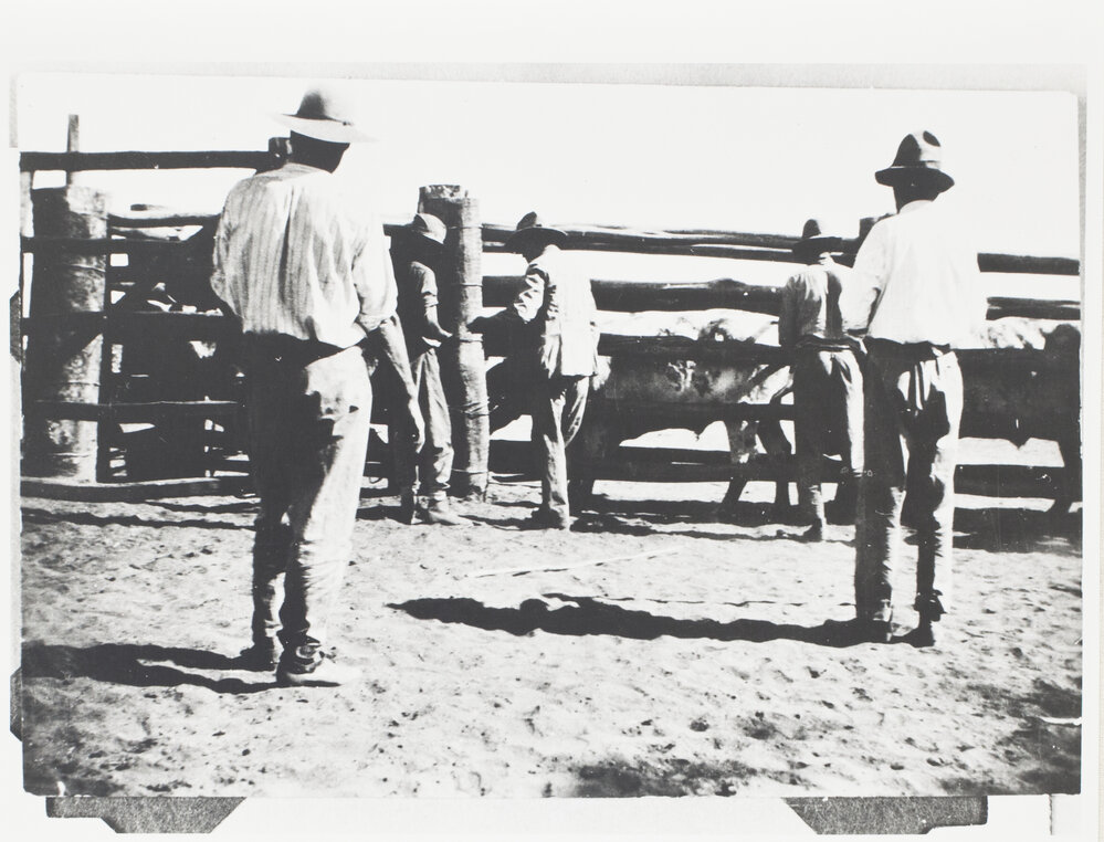A.E. Moray inoculating cattle