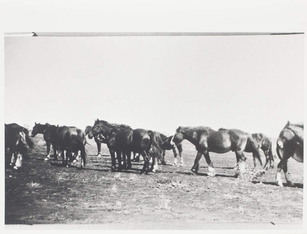 Stallion and Mare at Junjominji Well