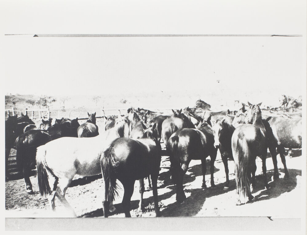 Station bred horses 1