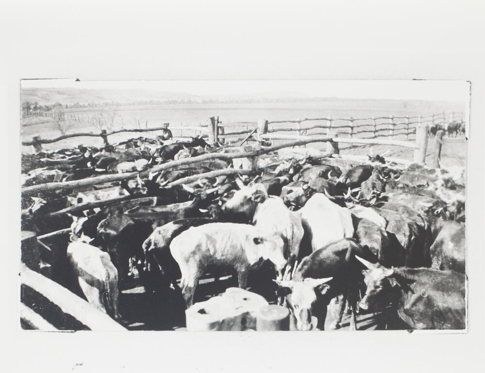 First cattle ever dipped at Wave Hill 1