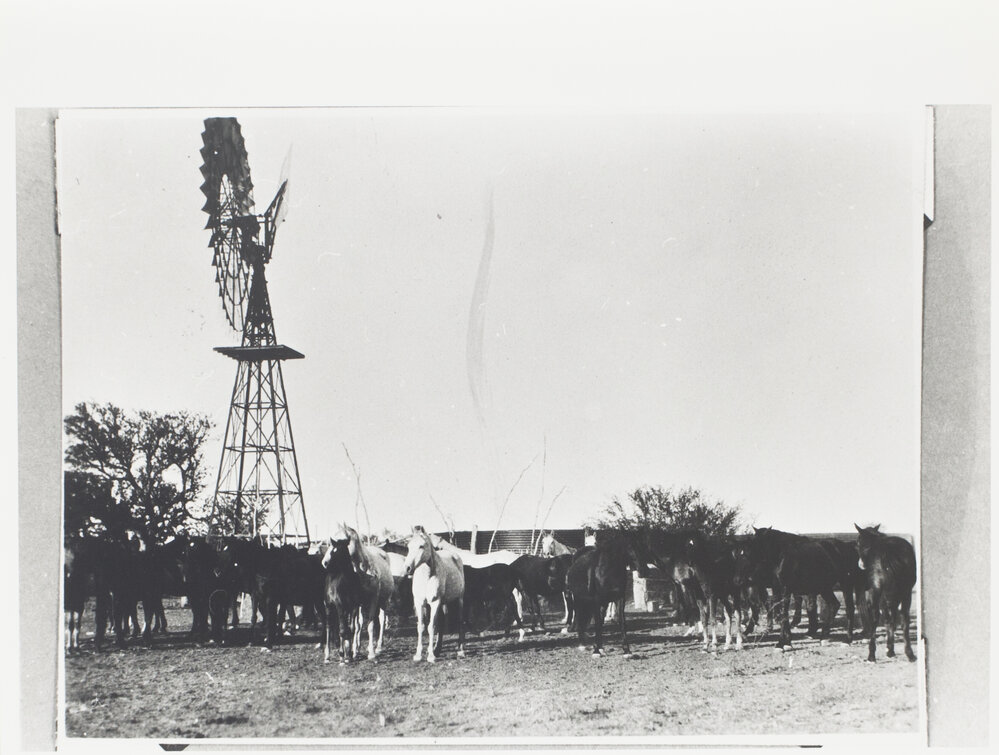 Brood mares and foals No. 4 Bore