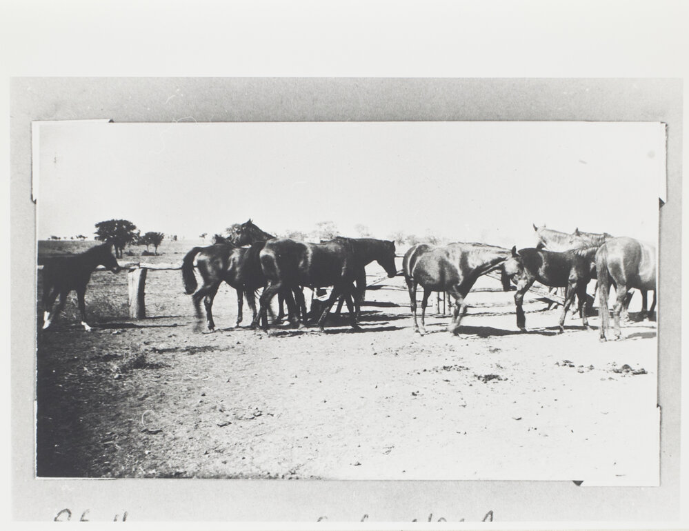 Stallions, mares &amp; foals No. 4 Bore