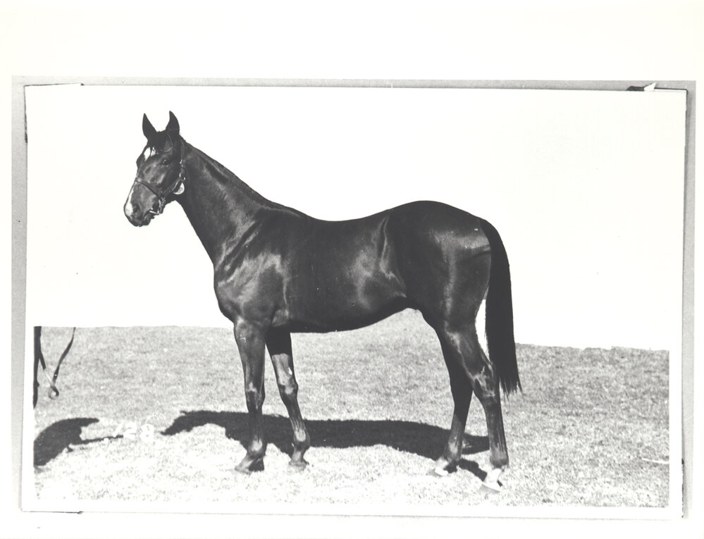 "Bay colt By Veilmond ex Warning foaled 28.10.34 Bought 80gns"