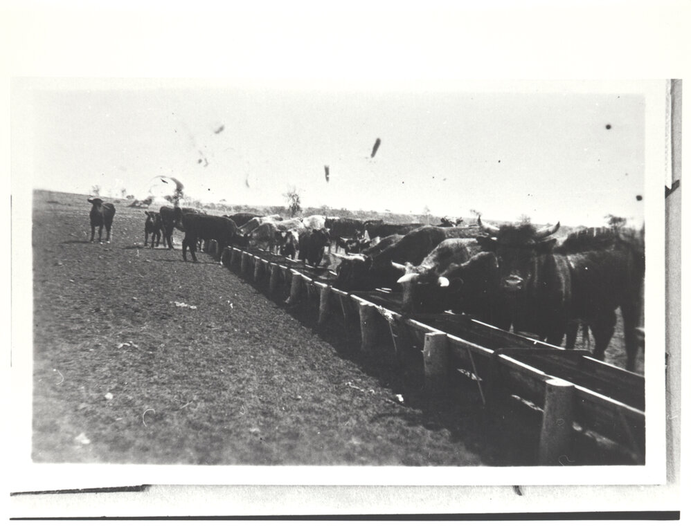 Stud cattle at No. 4 Bore