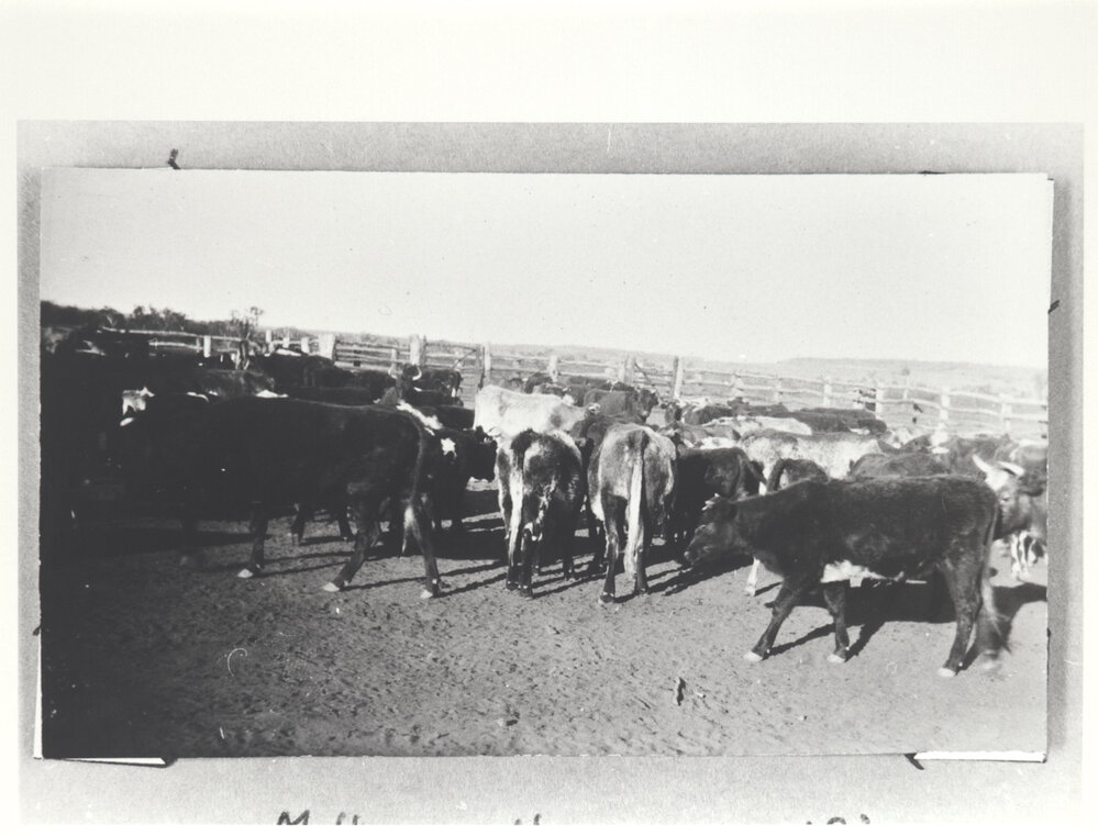 Milking herd