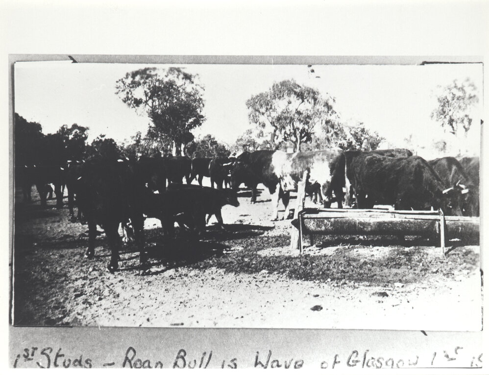 Roan Bull