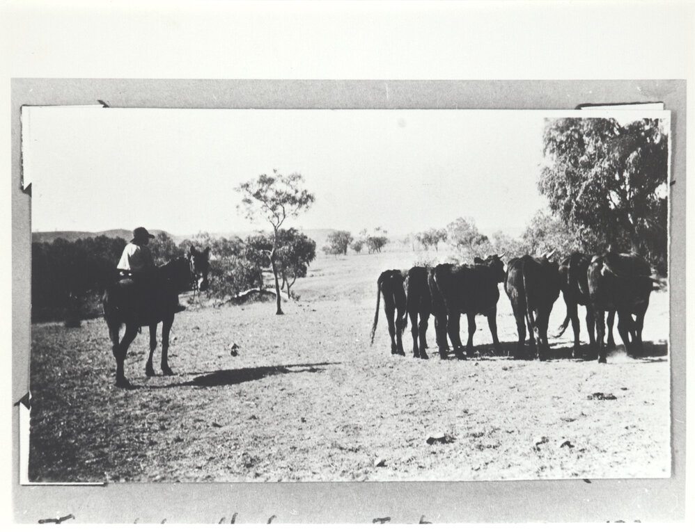 Toysdale heifers - just arrived