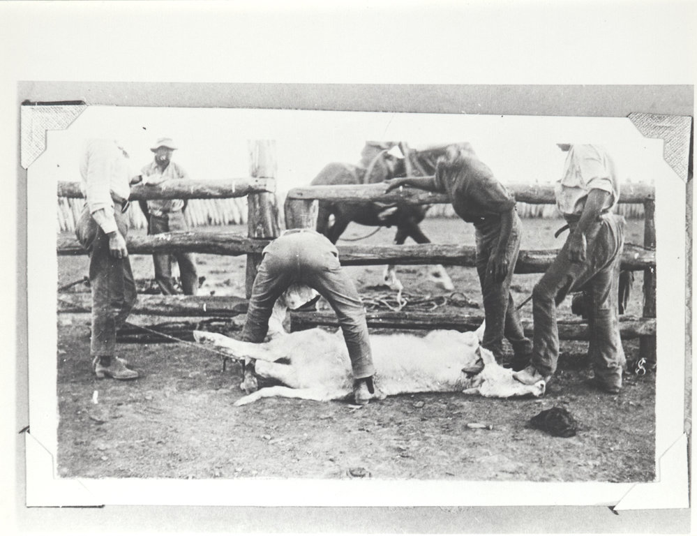 Bronco Branding Nero yards