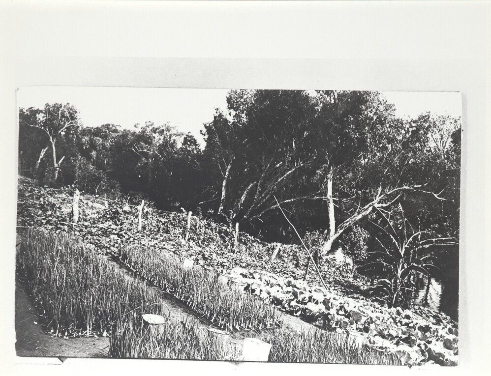 Vegetable garden 4