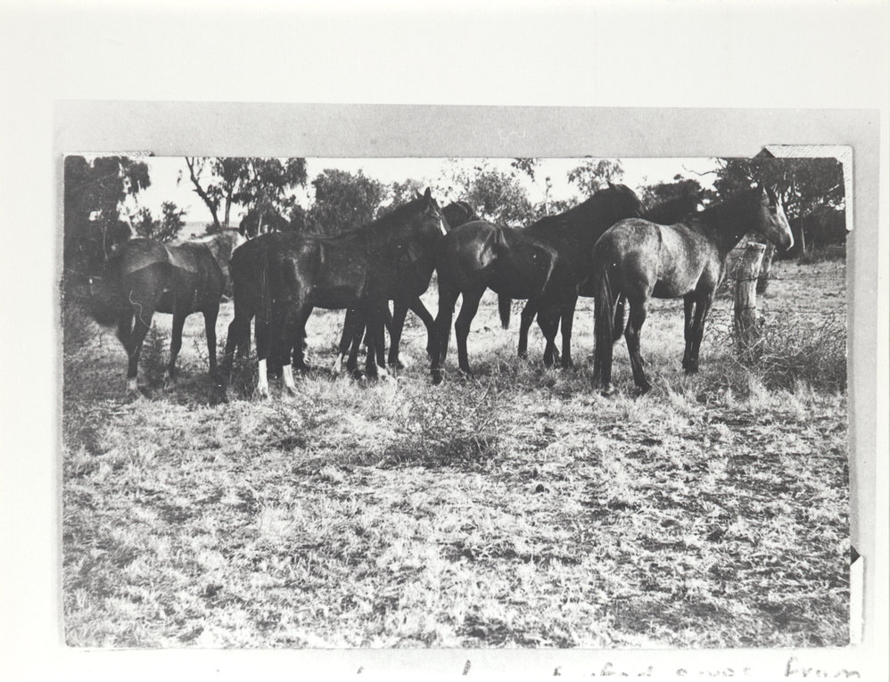 Wave Hill Station 12