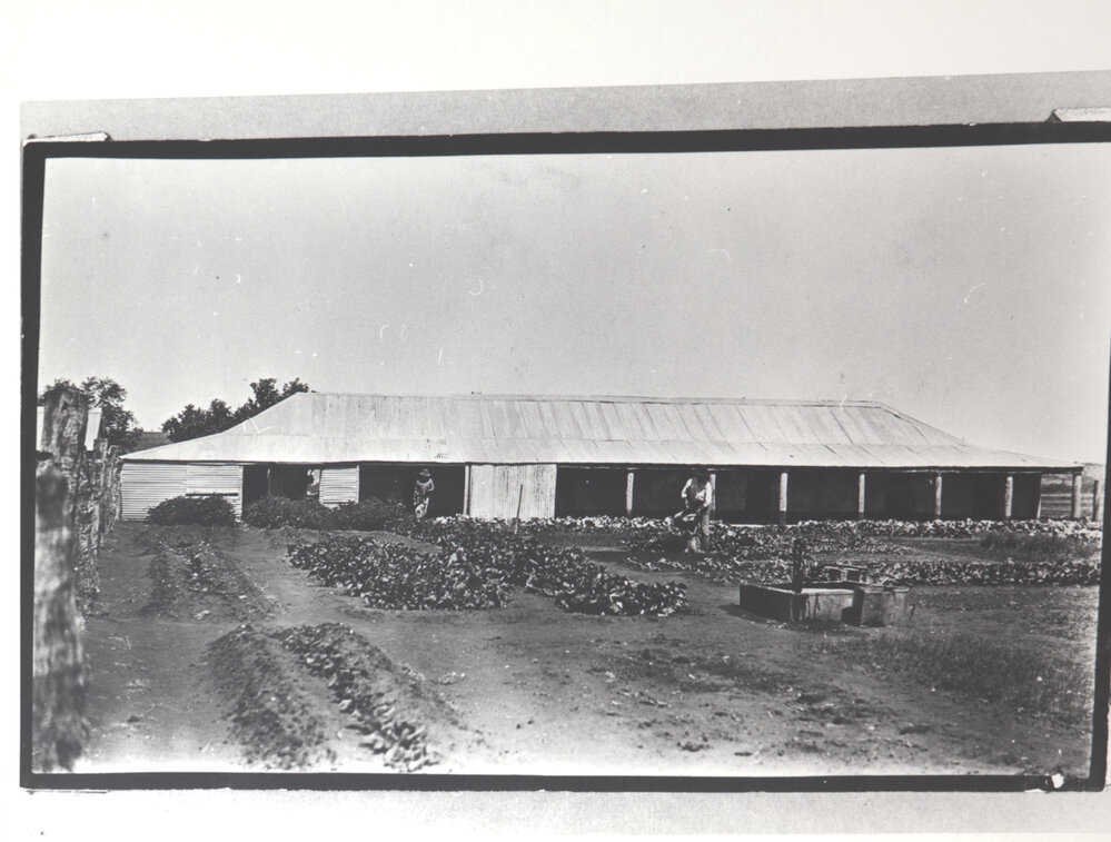 Homestead Back View Showing Vegetable Garden