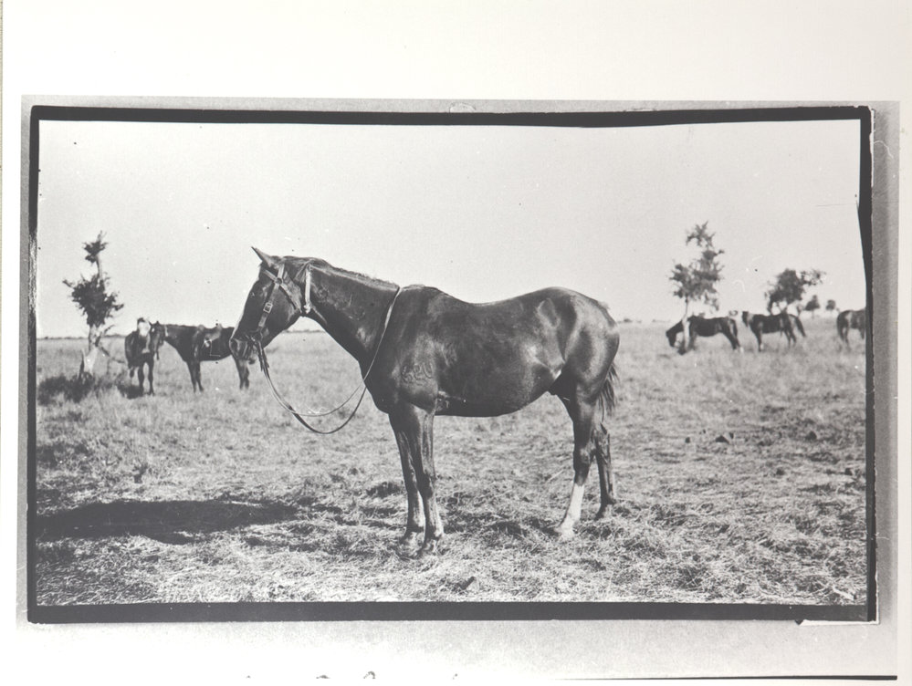 C.W.D. Conacher only