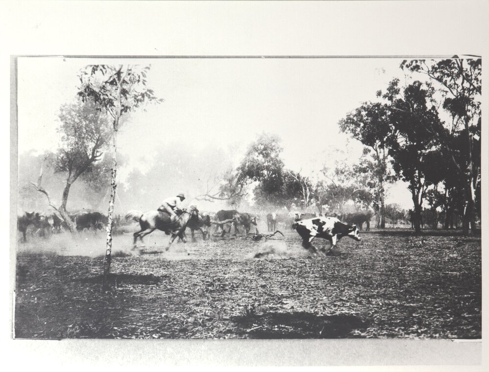 Fogarty Drafting - Action Shot as Chases Down a Steer 1
