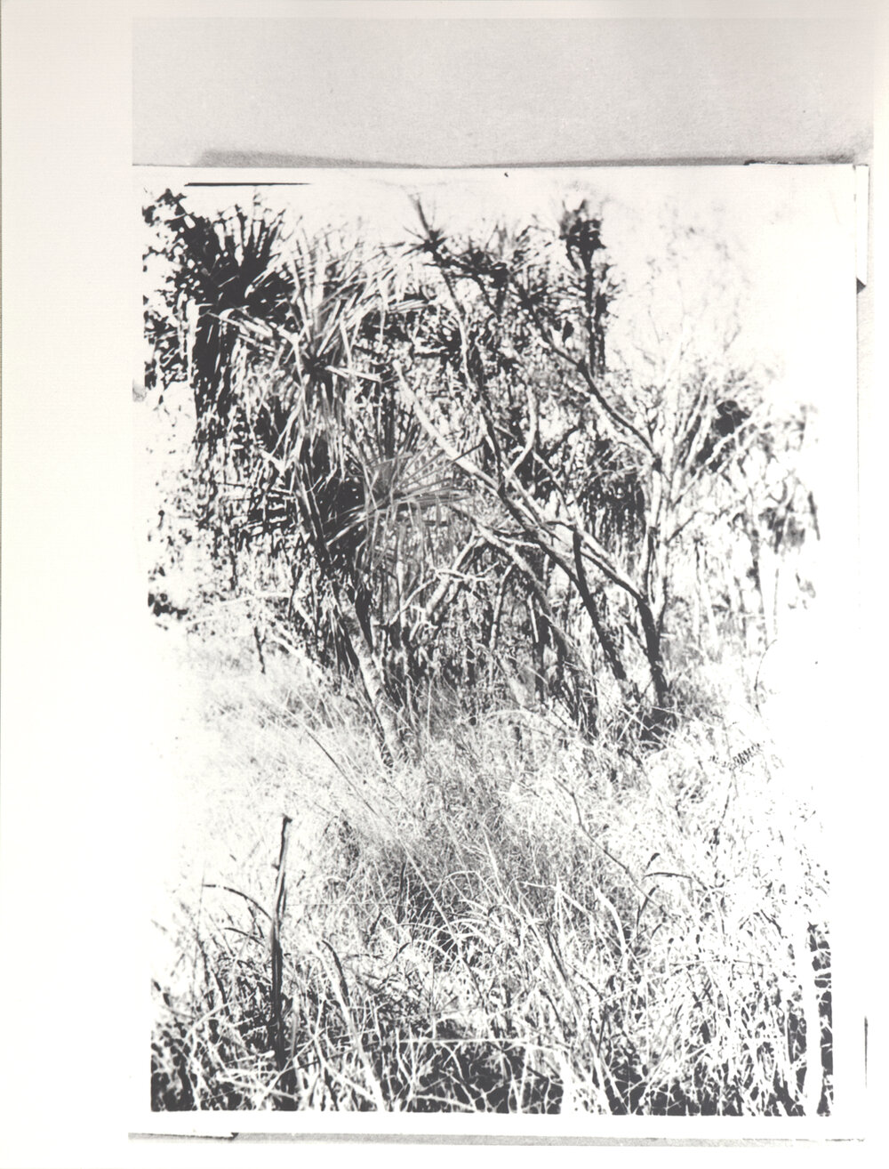 Jungle Growth on Bradshaw's Run 1