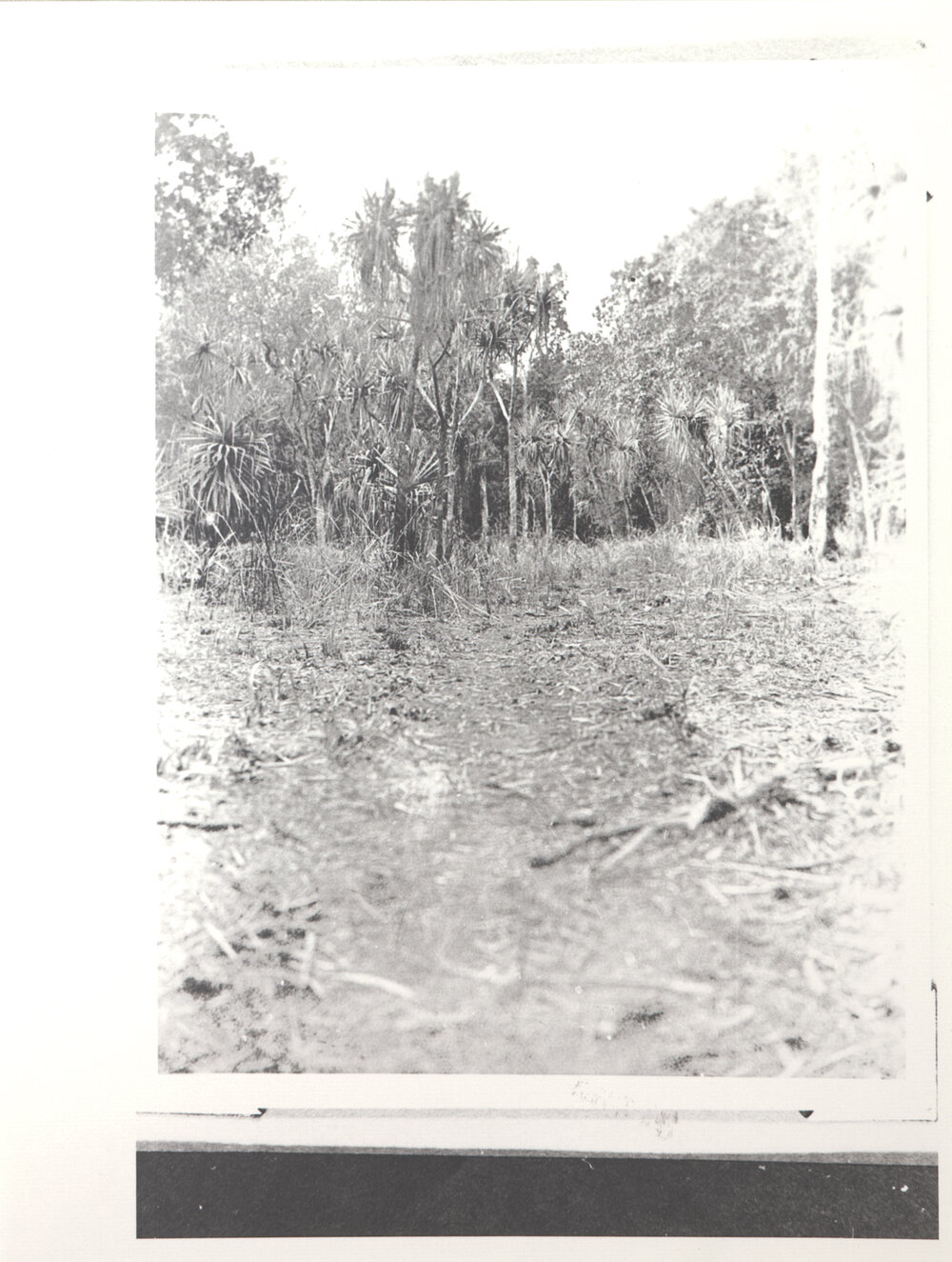 Jungle Growth on Bradshaw's Run 2