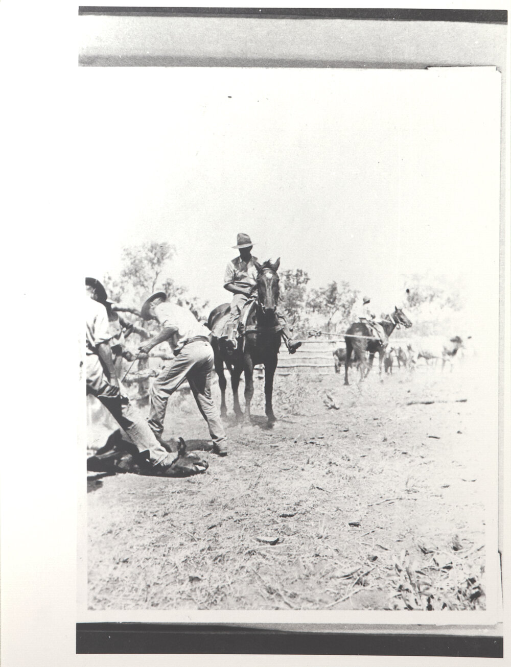 Broncho Branding - Bradshaw's Run - Stationhands Holding Cattle Down While Branding