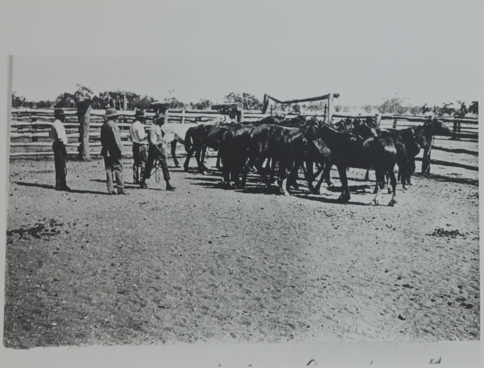 Plant of 18 picked to take Conacher and Moray to Wave Hill
