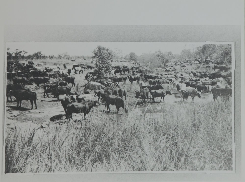 Victoria River Cattle at Willeroo 4