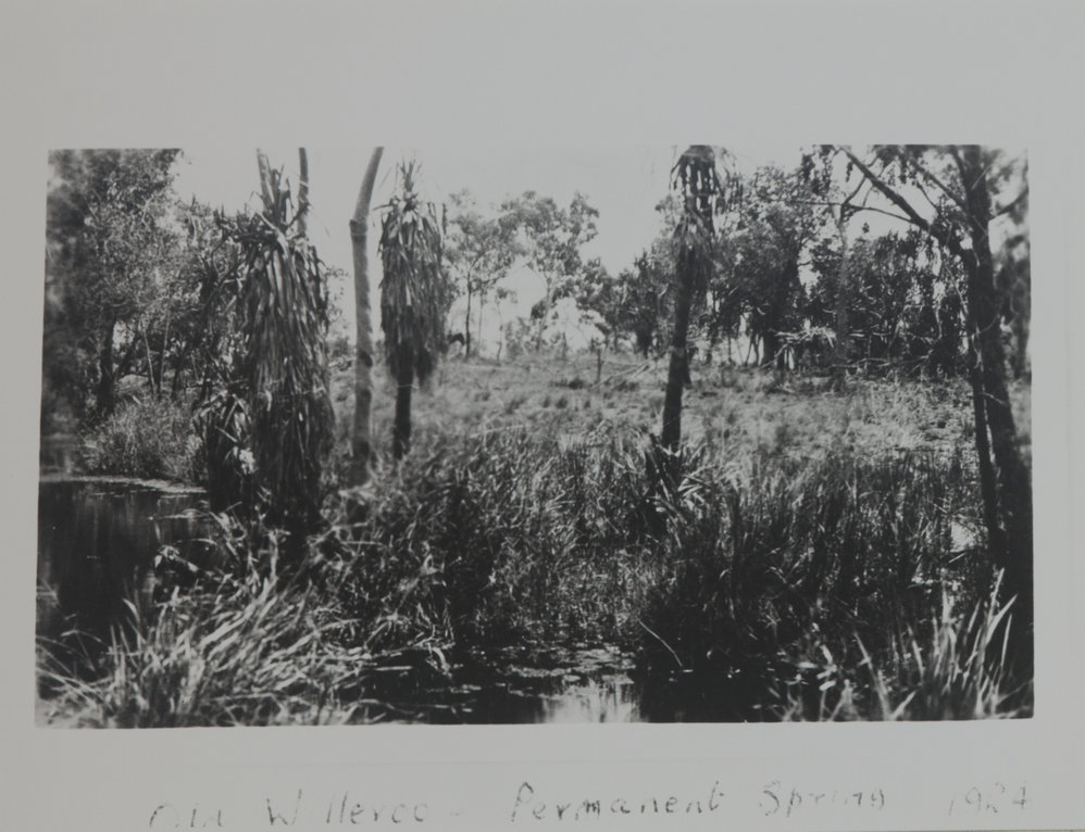 Old Willeroo - Permanent Spring