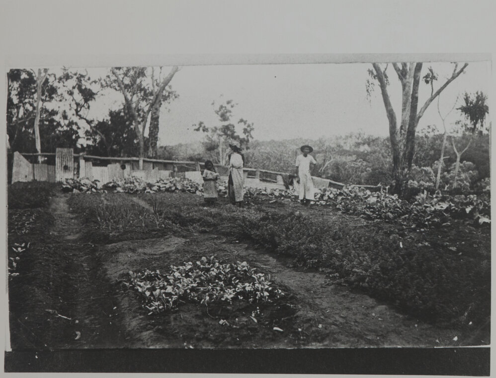 Chinese Cook's vegetable garden