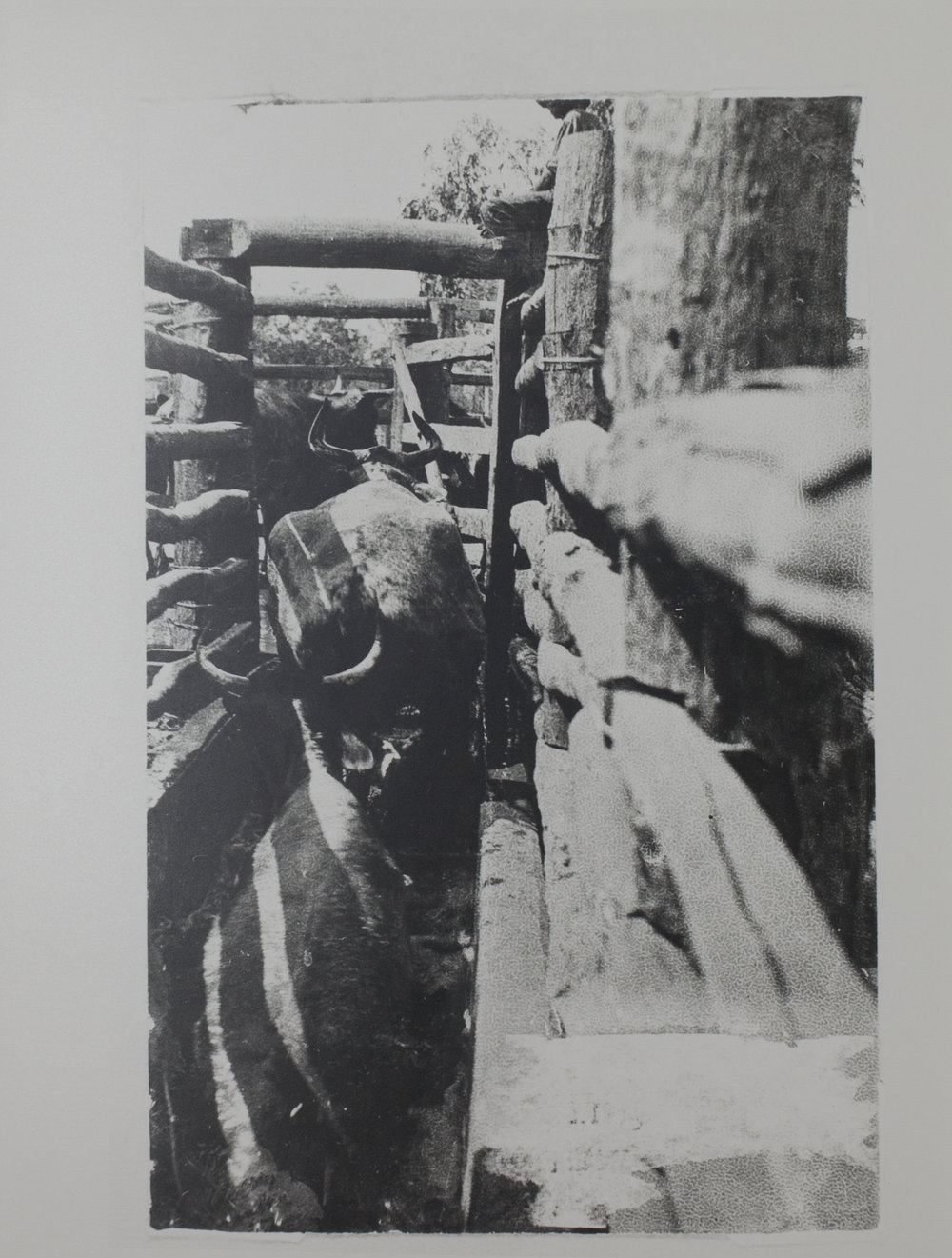 Dip and walk out Manbulloo 2