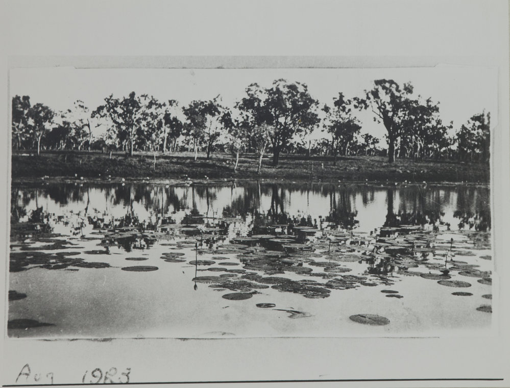 Pink water - lillies Wongalla Lagoon 1