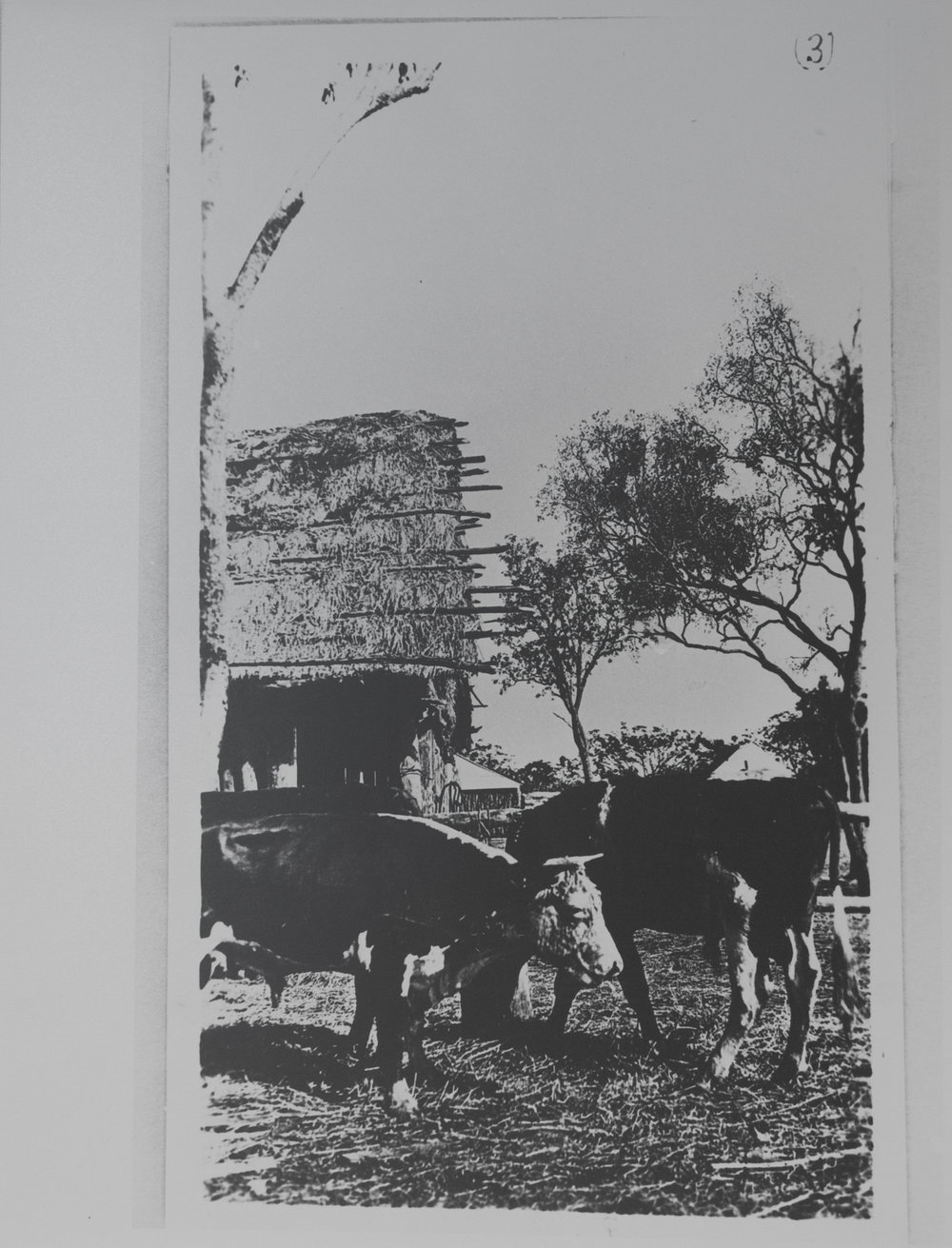 Bulls bred at Manbulloo