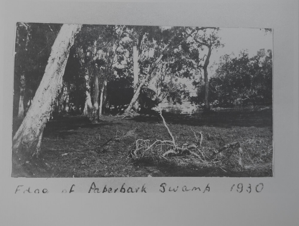 Edge of paperbark Swamp