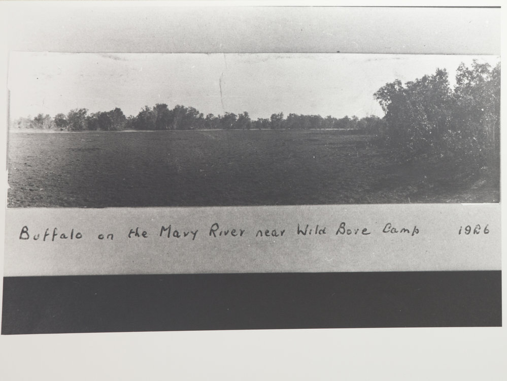 Buffalo on the Mary River near Wild Bore Camp