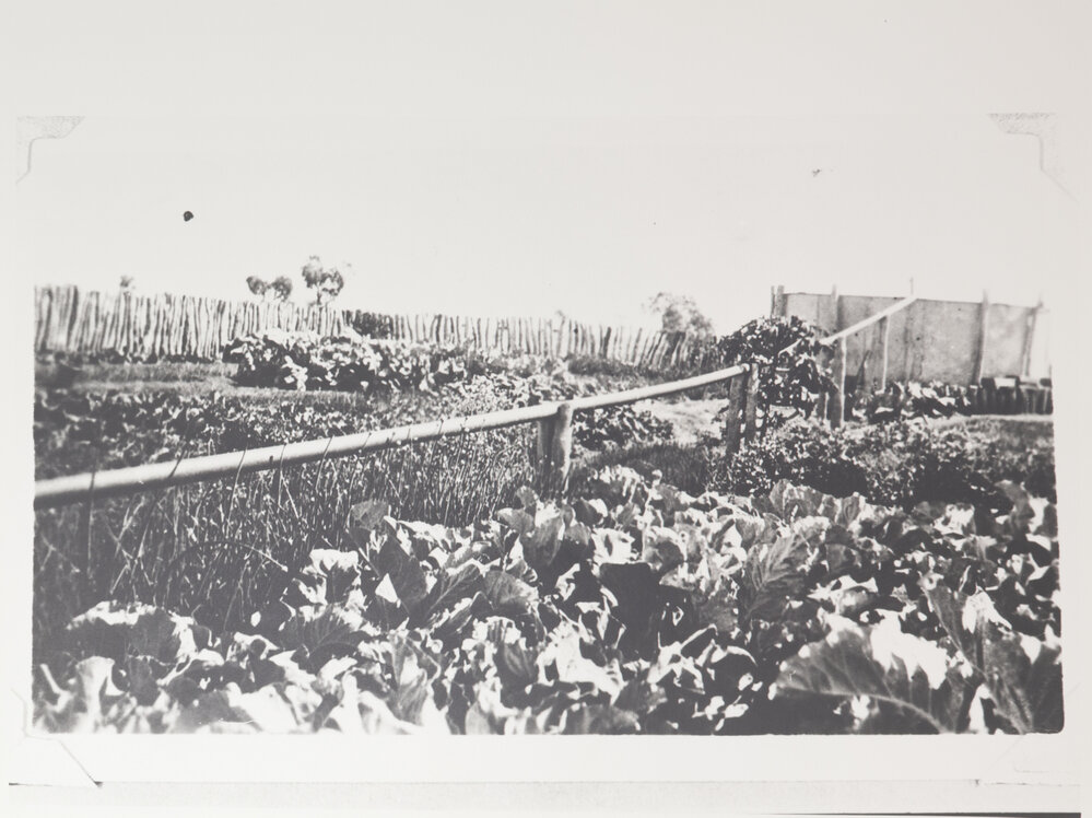 Vegetable garden 6