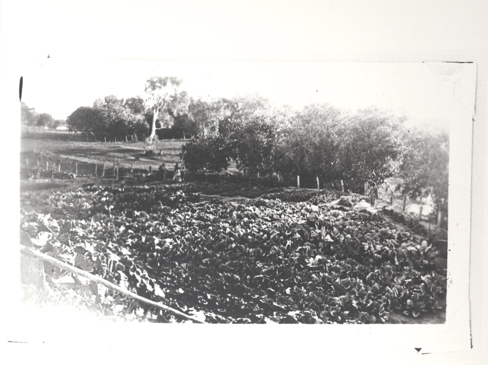 Part of Vegetable Garden
