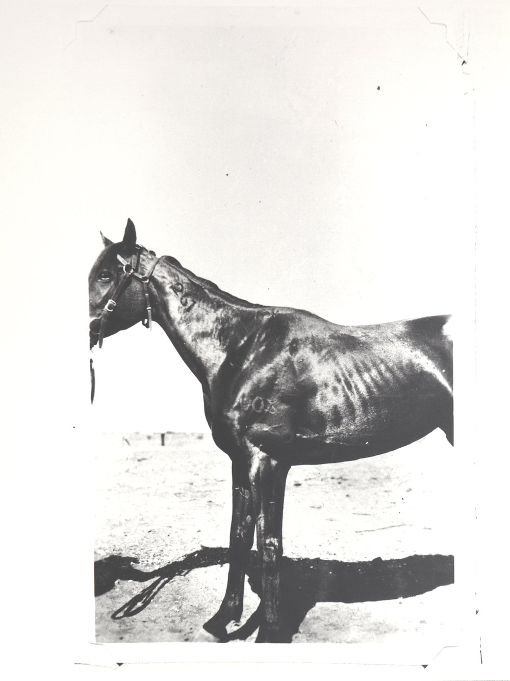 Beehive being sent to Sturt Creek