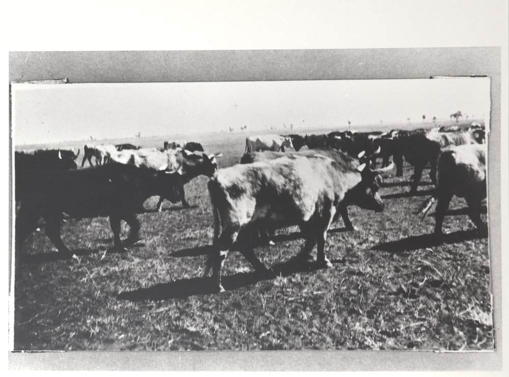 Freezers mustered by Flora Valley 2