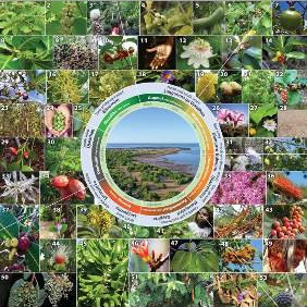 GURRUWILYUN WURRKI GA BORUM FLOWERS AND FRUITS POSTER