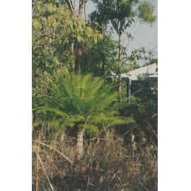 Plants around the Arboretum near CAIS