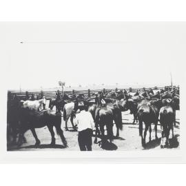J. Egan Drafting Horses