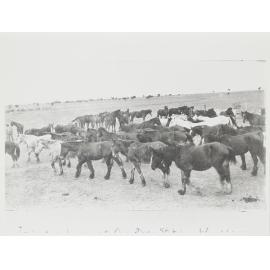 Imported horses at Ord River Station, Wyndham