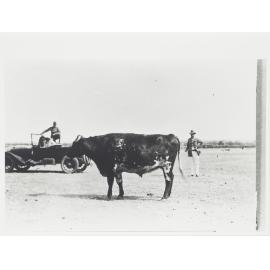 Fattened working bullock