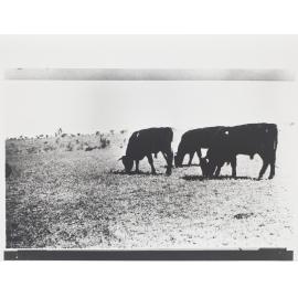 Gracemere pedigreed bulls