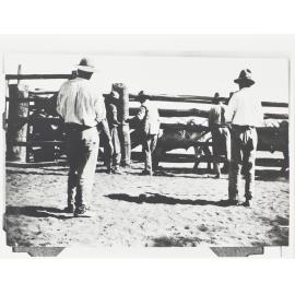 A.E. Moray inoculating cattle